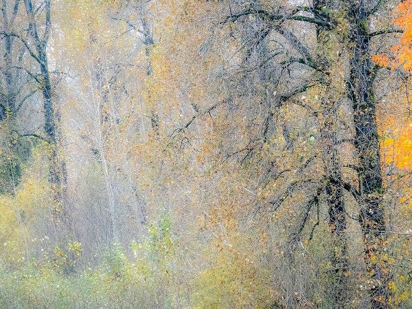 Gulin, Sylvia 아티스트의 USA-Washington State-Preston-Cottonwoods and Big Leaf Maple trees in fall colors작품입니다.